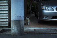 猫のいる風景