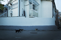 猫のいる風景