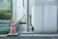 猫のいる風景