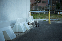 猫のいる風景