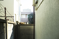 猫のいる風景