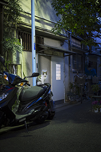 猫のいる風景