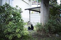 猫のいる風景