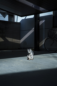 猫のいる風景