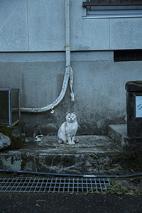 猫のいる風景
