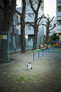猫のいる風景
