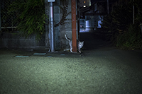 猫のいる風景