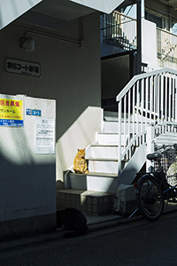 猫のいる風景