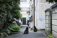 猫のいる風景