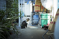 猫のいる風景