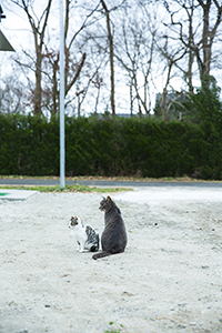 猫のいる風景