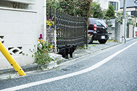 猫のいる風景