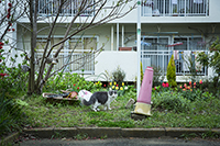 猫のいる風景