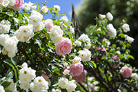 コマツガーデン