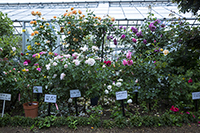 コマツガーデン