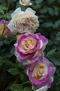 コマツガーデン