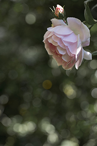 コマツガーデン