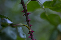 コマツガーデン