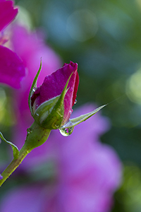 コマツガーデン