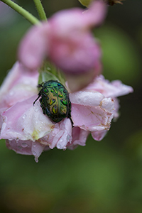 コマツガーデン