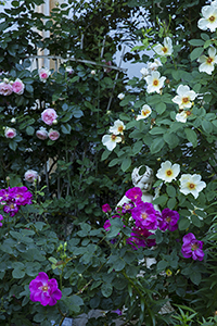 コマツガーデン