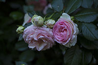 コマツガーデン