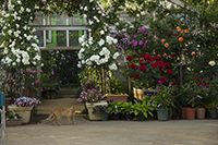 コマツガーデン