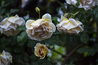 コマツガーデン