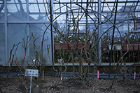 コマツガーデン