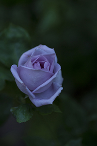 コマツガーデン