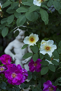 コマツガーデン