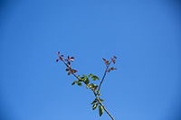 コマツガーデン