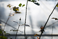 コマツガーデン