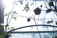 コマツガーデン