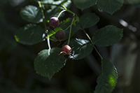 コマツガーデン