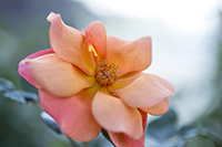 コマツガーデン