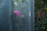 コマツガーデン