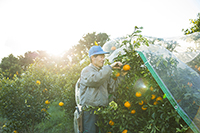 『産直通信』（パルシステム）