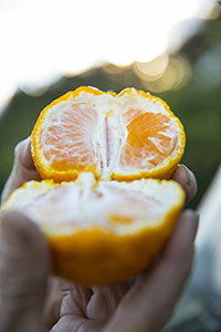 『産直通信』（パルシステム）