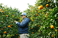 『産直通信』（パルシステム）