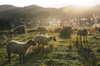 『羊の本』（岩手県庁）