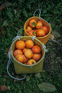 『産直365』(パルシステム)